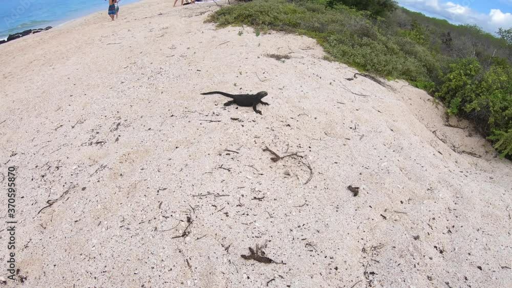 On a beach of the Galapagos islands, a small and black iguana stands on a white sand beach with turquoise water and green plants while tourists walk on the shore. On a beach of the Galapagos islands, a small and black iguana stands on a white sand beach with turquoise water and green plants while tourists walk on the shore.