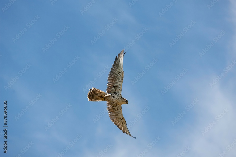 Obraz premium Saker Falcon, falco cherrug, Adult in Flight against Blue sky