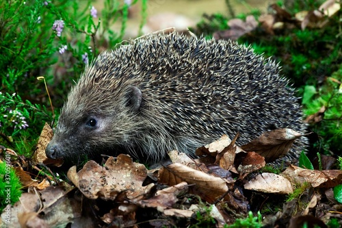 European Hedgehog, erinaceus europaeus, Adult standing on Automn Leaves, Normandy