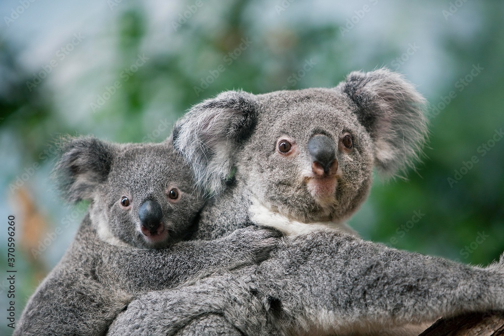 Fototapeta premium Koala, phascolarctos cinereus, Female carrying Young on its Back