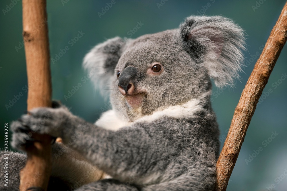 Naklejka premium Koala, phascolarctos cinereus, Portrait of Female