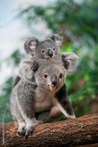 Koala, phascolarctos cinereus, Female carrying Young on its Back photo