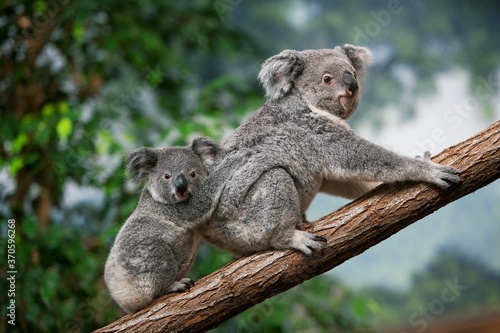 Fototapeta Naklejka Na Ścianę i Meble -  Koala, phascolarctos cinereus, Female carrying Young on its Back