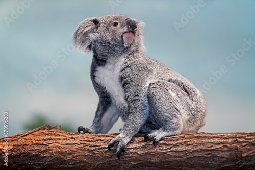 Photography Koala, phascolarctos cinereus, Female standing on Branch