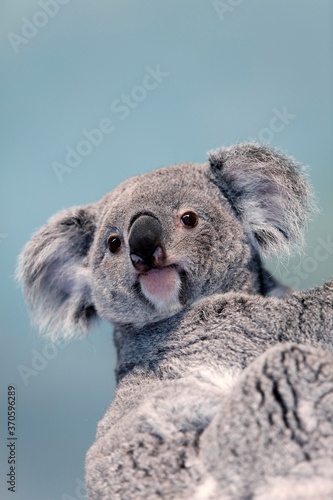 Photography Koala, phascolarctos cinereus, Portrait of Female