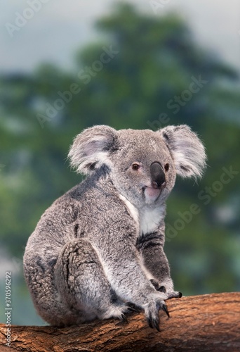 Koala, phascolarctos cinereus, Female standing on Branch