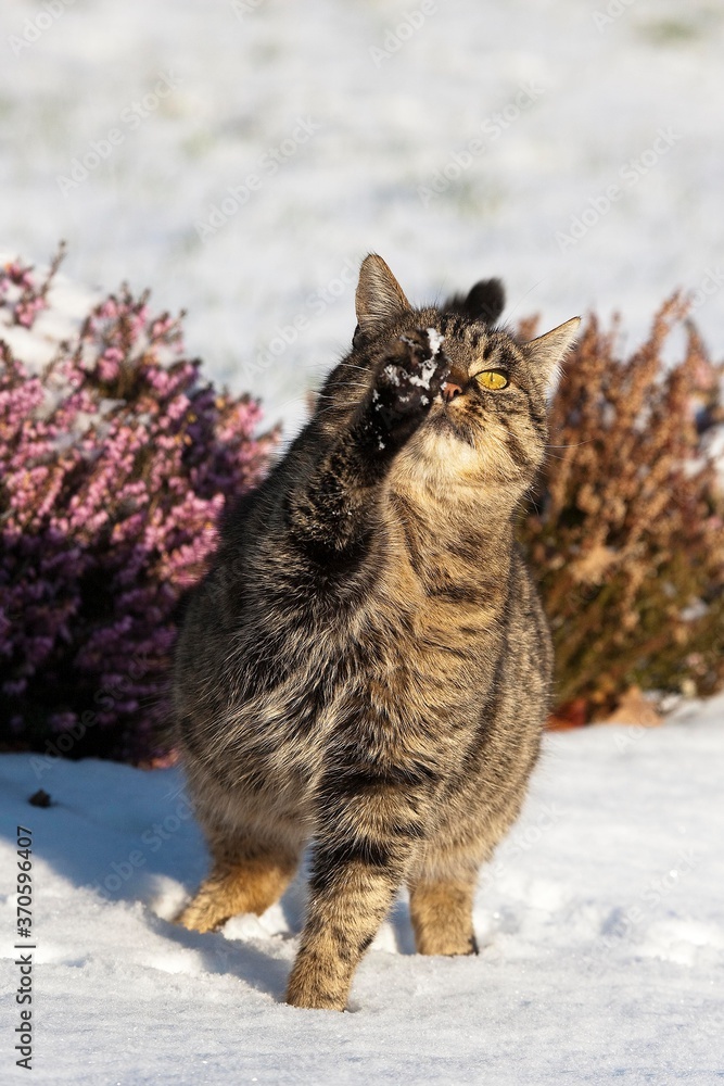 Brown Tabby Domestic Cat, Female standing on Snow, Normandy Brown Tabby Domestic Cat, Female standing on Snow, Normandy