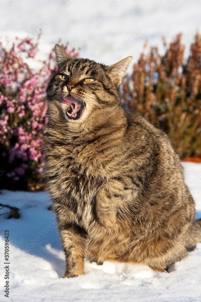 Brown Tabby Domestic Cat, Obese Female standing on Snow, Licking its Nose, Normandy