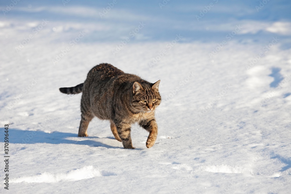 Brown Tabby Domestic Cat, Female walking on Snow, Normandy Brown Tabby Domestic Cat, Female walking on Snow, Normandy