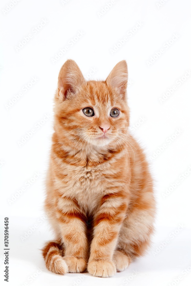 Red Domestic Cat, Kitten sitting against White Background