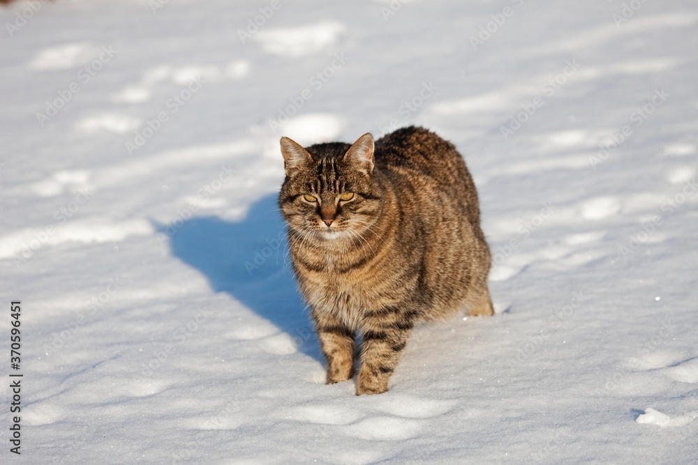 Brown Tabby Domestic Cat, Female standing on Snow, Normandy