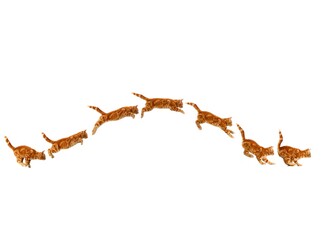 Red Domestic Cat, Kitten Leaping against White Background
