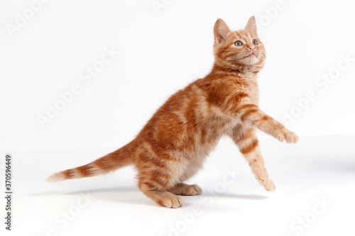 Red Domestic Cat, Kitten playing against White Background