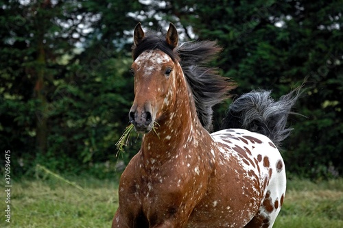 Fotografie Appaloosa Horse, Adult standing in Paddock with Grass in Mouth