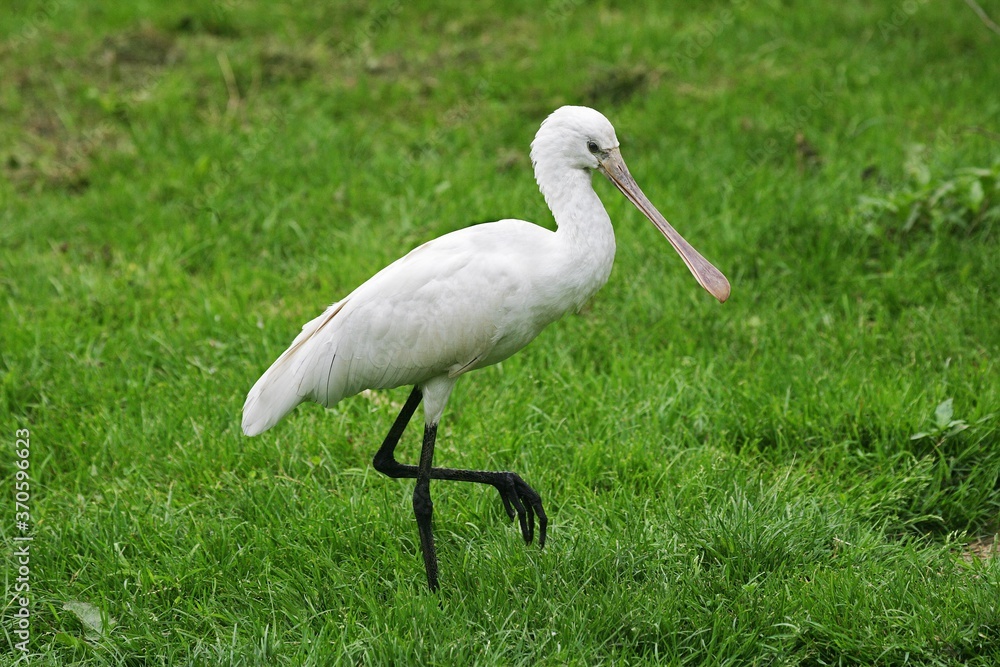 Fototapeta premium White Spoonbill, platalea leucorodia, Adulte walking on Grass