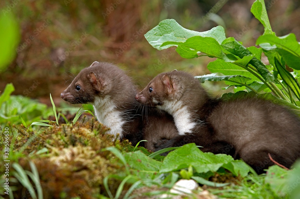Stone Marten or Beech Marten, martes foina, Youngs, Normandy Stone Marten or Beech Marten, martes foina, Youngs, Normandy