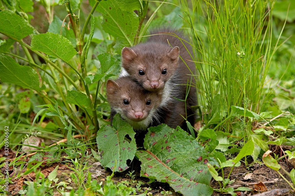 Stone Marten or Beech Marten, martes foina, Youngs, Normandy Stone Marten or Beech Marten, martes foina, Youngs, Normandy