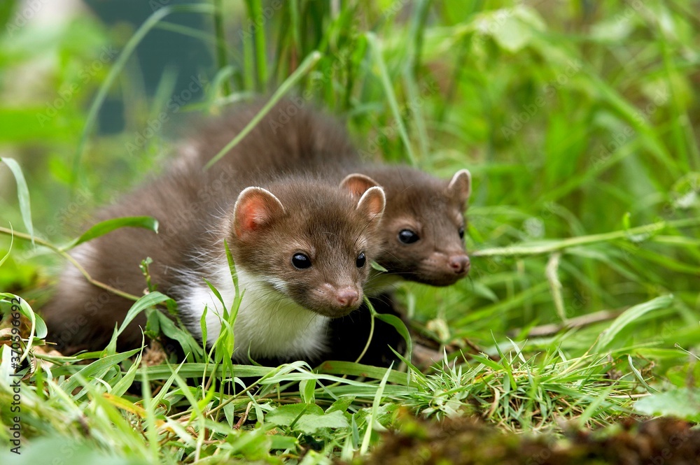 Stone Marten or Beech Marten, martes foina, Youngs standing on Grass, Normandy