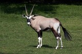 Gemsbok, oryx gazella, Male standing on Grass