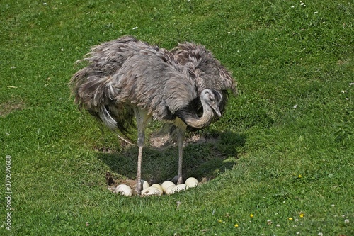 American Rhea, rhea americana, Female standing on Nest, with Eggs photo