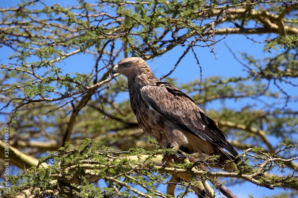Tawny Eagle, aquila rapax, Adult standing on Branch, Nakuru Park in Kenya Tawny Eagle, aquila rapax, Adult standing on Branch, Nakuru Park in Kenya
