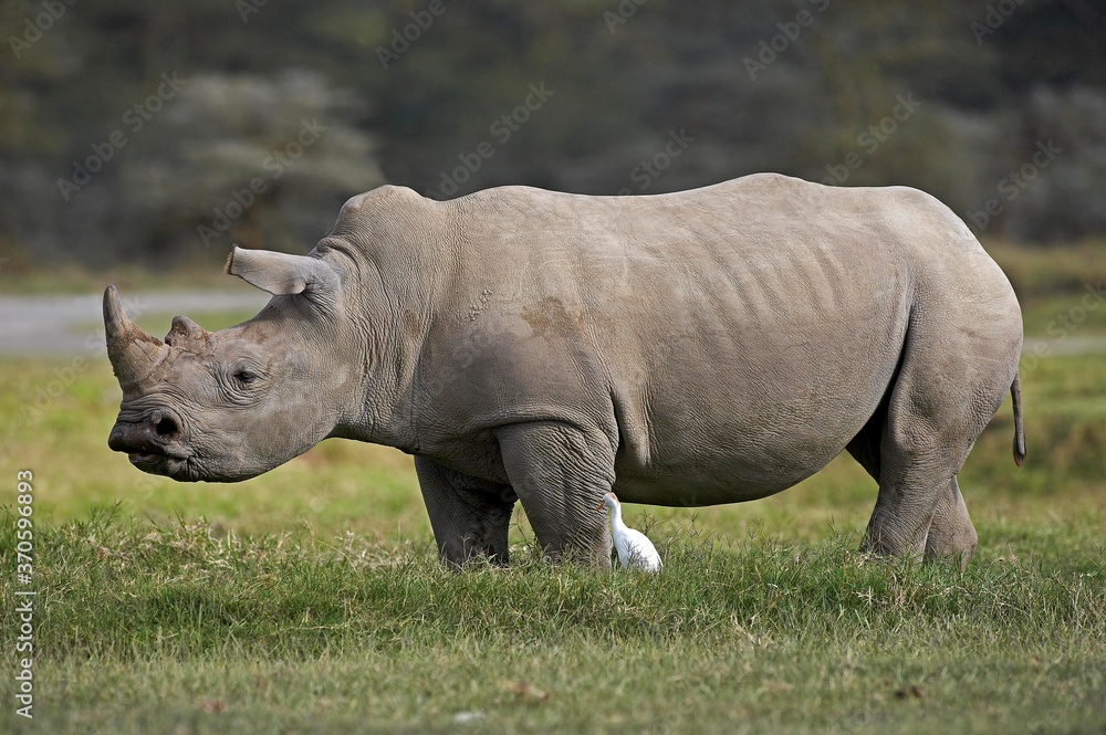 Fototapeta premium White Rhinoceros, ceratotherium simum, Female with Cattle Egret, bubulcus ibis, Nakuru Park in Kenya