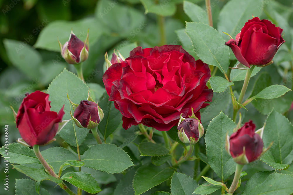 Closeup of a red rose flower Closeup of a red rose flower