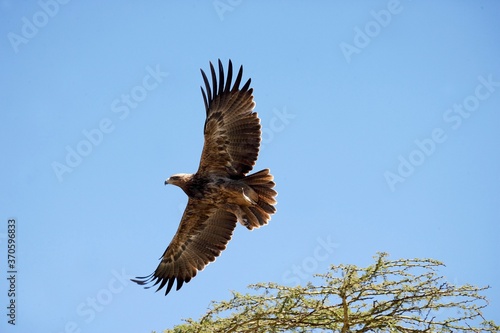 Tawny Eagle, aquila rapax, Adult in Flight, Nakuru Park in Kenya