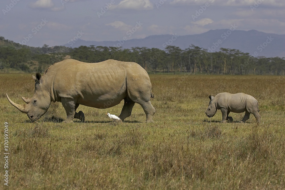 White Rhinoceros, ceratotherium simum, Female with Calf, Nakuru Park in Kenya White Rhinoceros, ceratotherium simum, Female with Calf, Nakuru Park in Kenya