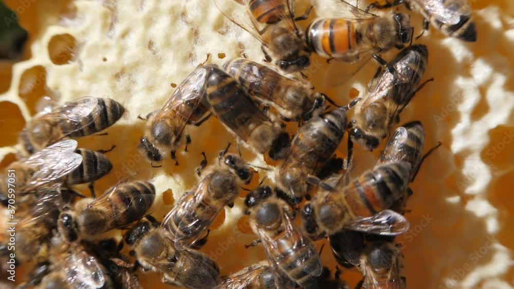 Bee colony. Worker bees make up the majority of the hive. Honeycomb close-up. Bees at work. Clogged honeycombs in the frame. Bee colony. Worker bees make up the majority of the hive. Honeycomb close-up. Bees at work. Clogged honeycombs in the frame.