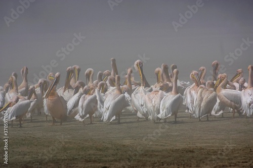 Great White Pelican, pelecanus onocrotalus, Colony at Nakuru Lake in Kenya