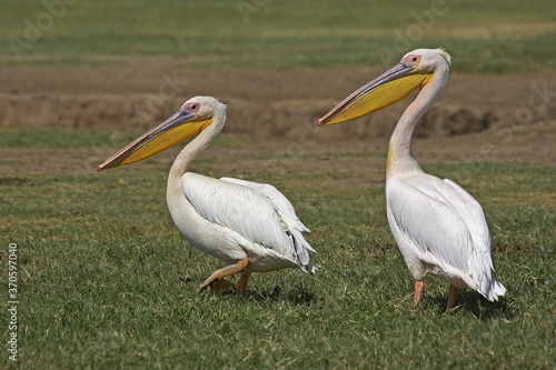 Great White Pelican, pelecanus onocrotalus, Pair standing on Grass, Nakuru Lake in Kenya
