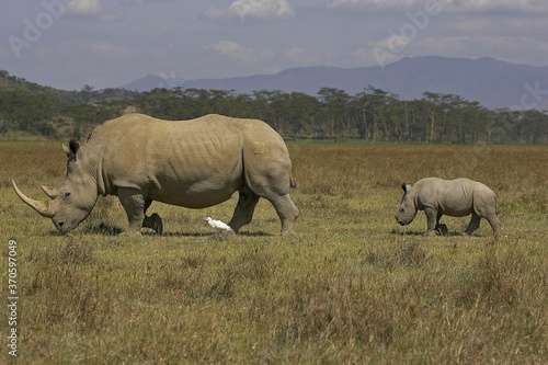 White Rhinoceros  ceratotherium simum  Female with Calf  Nakuru Park in Kenya