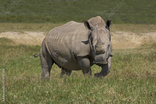 White Rhinoceros, ceratotherium simum, Female standing on Grass, Nakuru Park in Kenya
