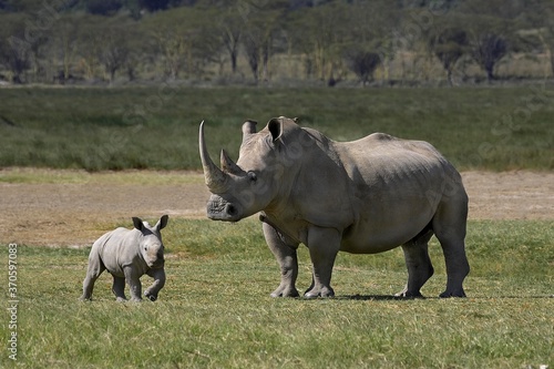 White Rhinoceros  ceratotherium simum  Female with Calf  Nakuru Park in Kenya