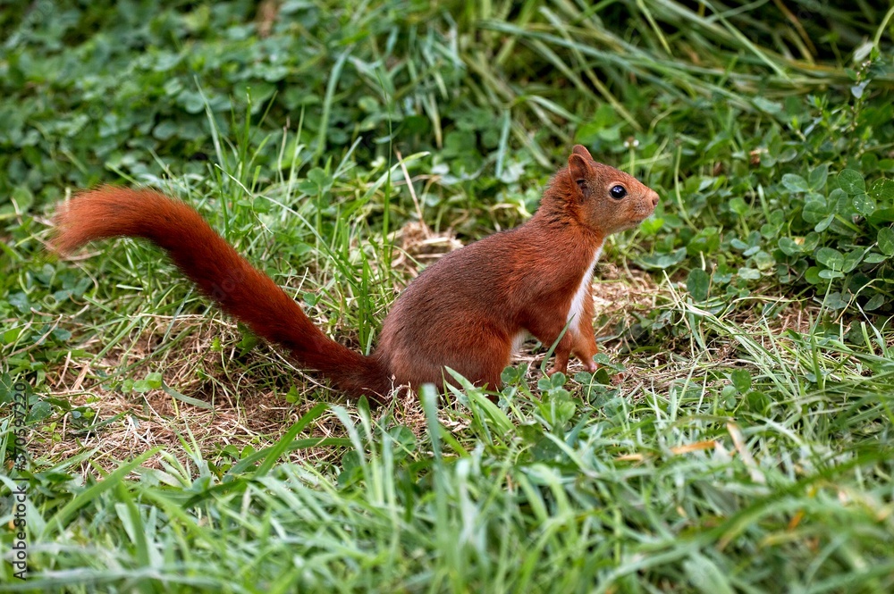 Red Squirrel, sciurus vulgaris, Adult standing on Grass, Normandy Red Squirrel, sciurus vulgaris, Adult standing on Grass, Normandy