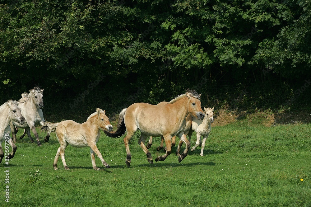 Norwegian Fjord Horse, Mares with Foals Galloping through Meadow