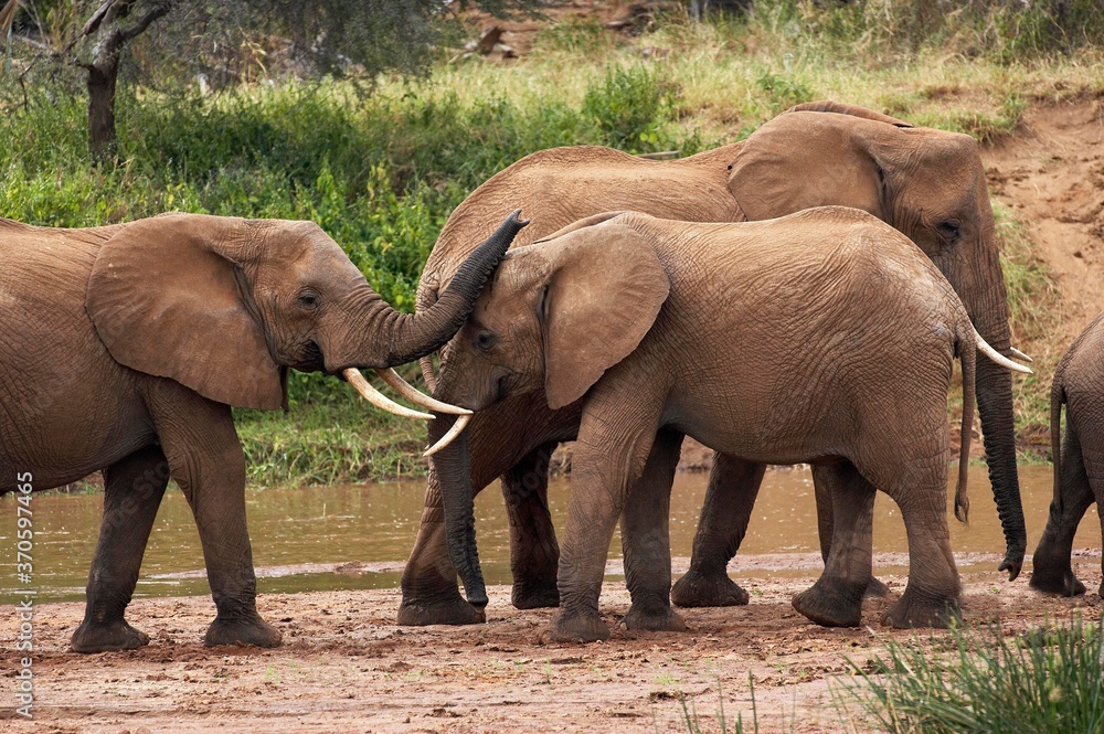 Fototapeta premium African Elephant, loxodonta africana, Herd standing near River, Samburu Park in Kenya