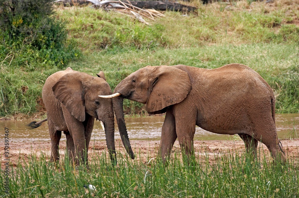 Fototapeta premium African Elephant, loxodonta africana, Youngs standing near River, Samburu Park in Kenya