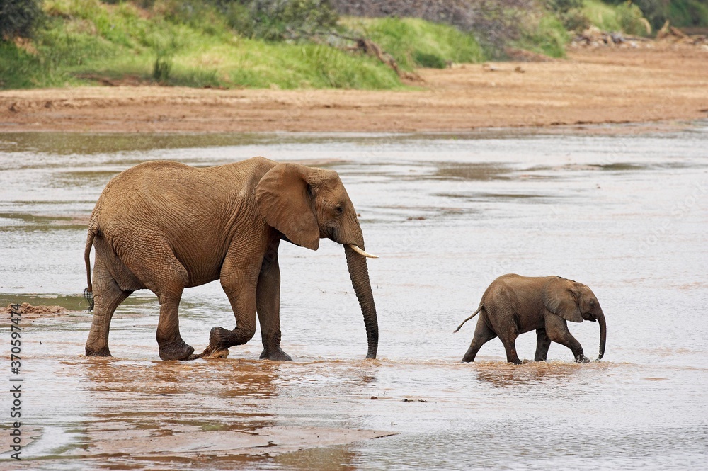 Fototapeta premium African Elephant, loxodonta africana, Female with Calf crossing River, Samburu Park in Kenya