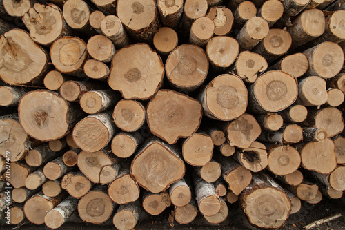 Pile of brich logs texture background