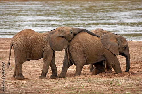 African Elephant  loxodonta africana  Herd standing near River  Samburu Park in Kenya