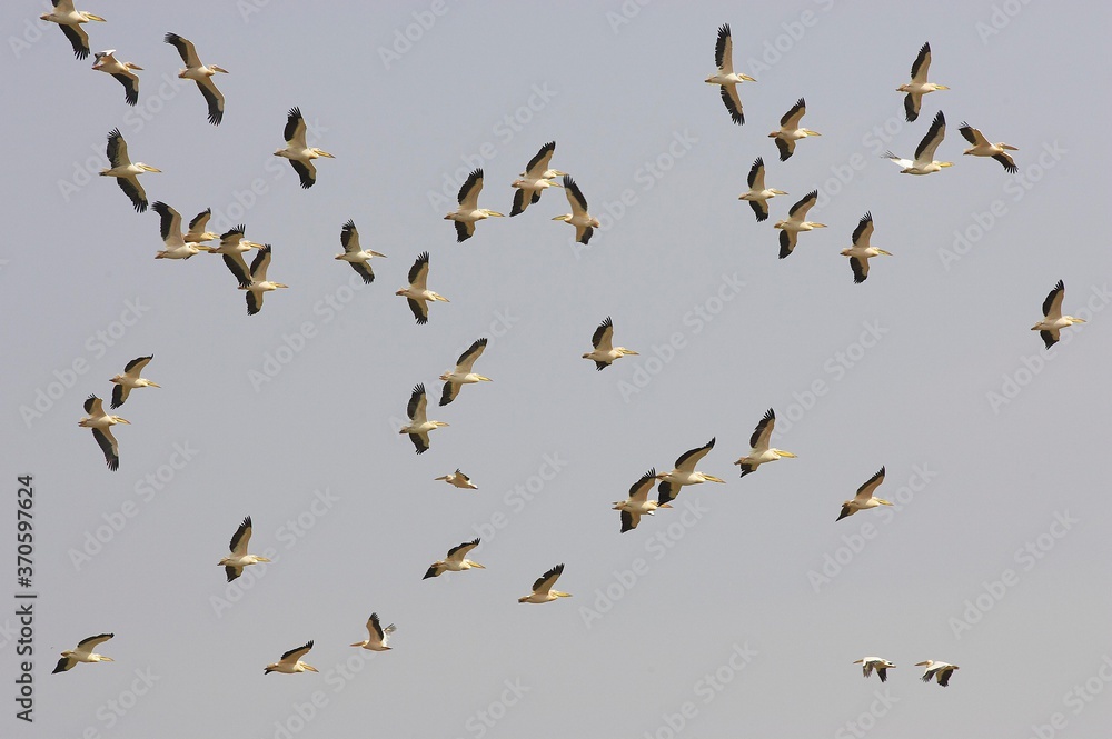 Fototapeta premium Great White Pelican, pelecanus onocrotalus, Group in Flight, Colony at Nakuru Lake in Kenya