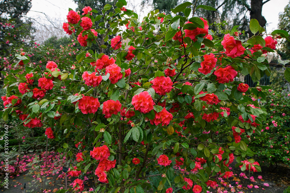 Floral. Rosebush. Portrait of red roses flowers blooming in winter in the park. Beautiful petals and texture. Floral. Rosebush. Portrait of red roses flowers blooming in winter in the park. Beautiful petals and texture.