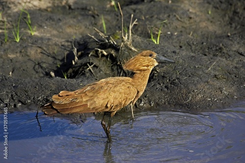 Hamerkop, scopus umbretta, Adult standing in Water, Masai Mara Park in Kenya photo