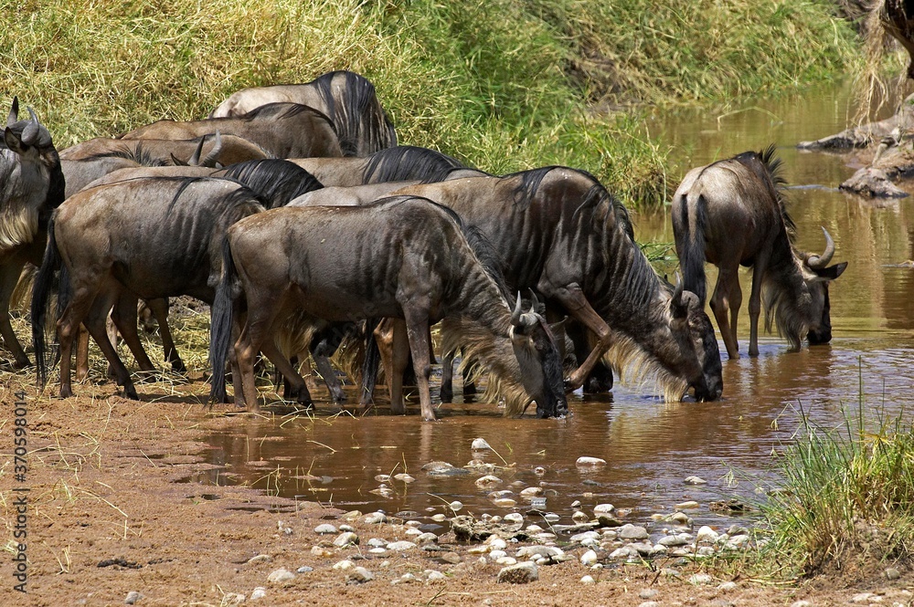 Fototapeta premium Blue Wildebeest, connochaetes taurinus, Herd migrating, Drinking at River, Masai Mara Park in Kenya