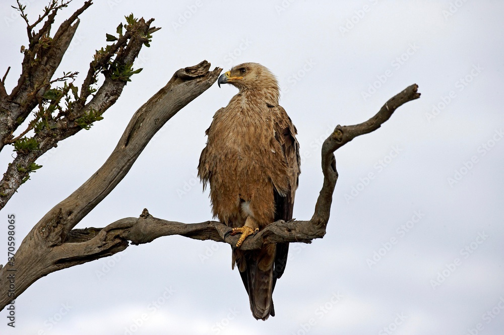 Tawny Eagle, aquila rapax, Adult standing on Branch, Masai Mara Park in Kenya Tawny Eagle, aquila rapax, Adult standing on Branch, Masai Mara Park in Kenya