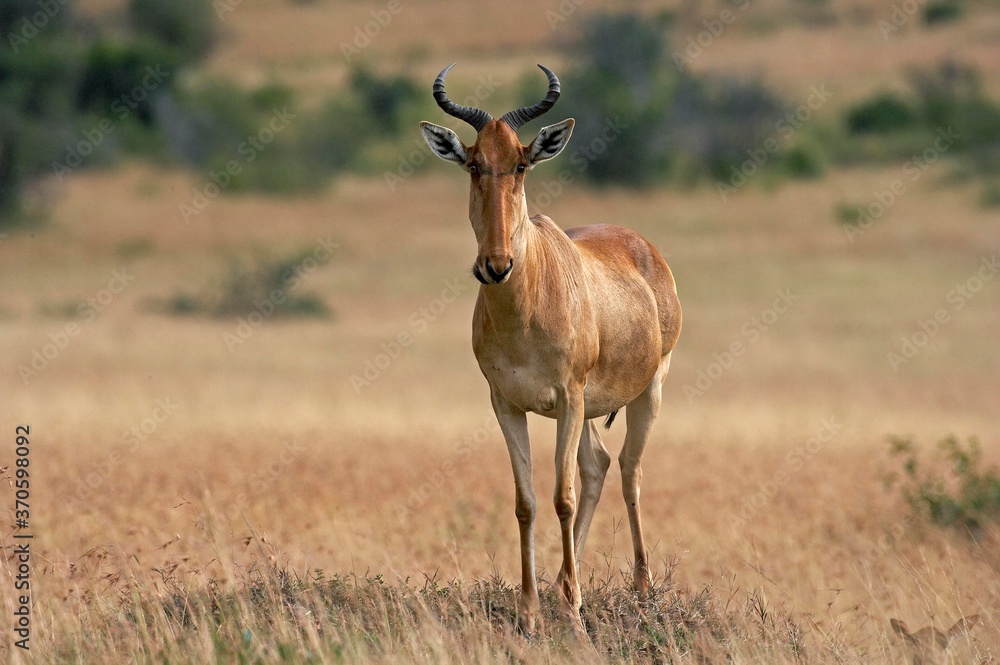 Fototapeta premium Hartebeest, alcelaphus buselaphus, Adult standing on Termite Hill, Masai Mara Park in Kenya