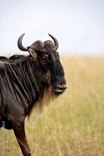 Blue Wildebeest, connochaetes taurinus, Portrait of Adult, Masai Mara Park in Kenya