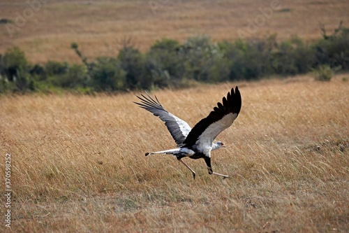 Secretary Bird, sagittarius serpentarius, Adult Taking off, Masai Mara Park in Kenya © slowmotiongli